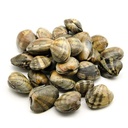 CLAMS ATLANTIC N/EST - VONGOLE -1 KG PALOURDE 1KG