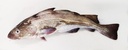 COD 2/4KG ATLANTIC -CABILLAUD 2/4KG ATLANTIC 
