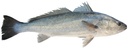 COD CHEEK -JOUES DE CABILLAUD