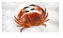CRAB - TOURTEAU 8/1000GR ATLANTIC NORTH EAST CRAB - TOURTEAU 8/1000GR ATLANTIC NORD EST
