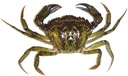 CRABE VERT - 1 KG CRAB VERT - 1 KG