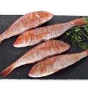 DANTE SNAPPER WILD-VIVANEAU ROUGE SAUVAGE