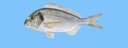 DORADE ROYALE 8/1000GR ELEVAGE -ROYAL SEA BREAM FARM 8/1000GR