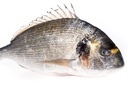 DORADE ROYALE SAUVAGE 2/3KG -ROYAL SEA BREAM WILD 2/3KG