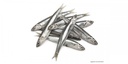 MEDITERRANEAN ANCHOVY -ANCHOIS MÉDITERRANÉE