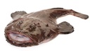 MONKFISH 1/2KG ATLANTIC N/EST – LOTTE 1/2KG ATLANTIQUE N/EST