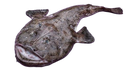 MONKFISH 4KG+ ATLANTIC N/EST – LOTTE 4KG+ ATLANTIQUE N/EST