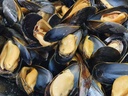 MUSSELS BOUCHOT FRANCE -1 KG MOULE BOUCHOT FRANCE -1 KG