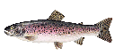 RAINBOW TROUT FISH FARM– TRUITE ARC-EN-CIEL ÉLEVAGE 