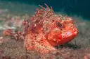 RED SCORPIONFISH 8/1000GR ATL N/EST – RASCASSE ROUGE 8/1000GR ATLANTIQUE N/EST