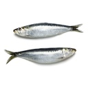 SARDINE ATLANTIC N/EST – SARDINE ATLANTIQUE N/EST