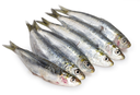 SARDINE MEDITERRANEAN – SARDINE MÉDITERRANÉE