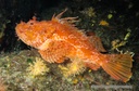 SCORPIONFISH CHAPON – RASCASSE CHAPON