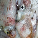 SQUID 2/300 GASCOGNE – ENCORNET 2/300 GASCOGNE