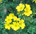  OXALIS YELLOW SMALL PUNNETS - OXALIS JAUNE PETIT BARQUETTES