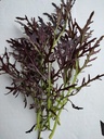 BABY MUSTARD RED LEAVES - KG POUSSE MOUTARDE ROUGE PLATE - KG