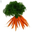 BUNCHED CARROTS - BUNCH CAROTTE FANE - BOTTE