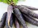 CARROT BLACK - KG CAROTTE NOIRE - KG