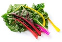 CHARD MULTICOLOUR - BUNCH BLETTE MULTICOLORE - BOTTE