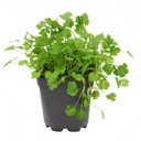 CORIANDER PLANT - POT CORIANDRE - POT