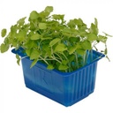 CRESS ATSINA/ANISE DROP-PUNNET CRESS ATSINA/ANISE DROP-BQT