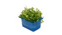CRESS MOTTI - PUNNET CRESS MOTTI - BQT