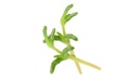 CRESS SALTY FINGER 50 PUNNET
CRESS SALTY FINGER - BQT