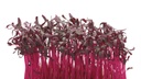 CRESS SCARLET-PUNNET CRESS RED AMARANTH - BQT