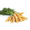 MINI CARROT YELLOW - BUNCH MINI CAROTTE JAUNE - BTE