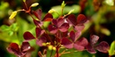 OXALIS RED SMALL PUNNET - OXALIS ROUGE PETIT BARQUETTES
