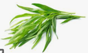 TARRAGON - BUNCH ESTRAGON - BOTTE
