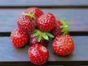 WILD STRAWBERRIES - PUNNET FRAISE DES BOIS EXT - BQT
