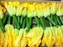 ZUCCHINI BABY WITH FEMALE FLOWER - PNT  MINI COURGETTE FLEUR FEMELLE - BQT