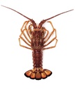 CRAY TAILS, FROZEN, 300G X 2 LANGOUSTE CONGELE, 300G X 2