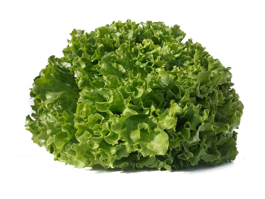 LETTUCE - BATAVIA BLOND - PC SALADE BATAVIA BLONDE - PC