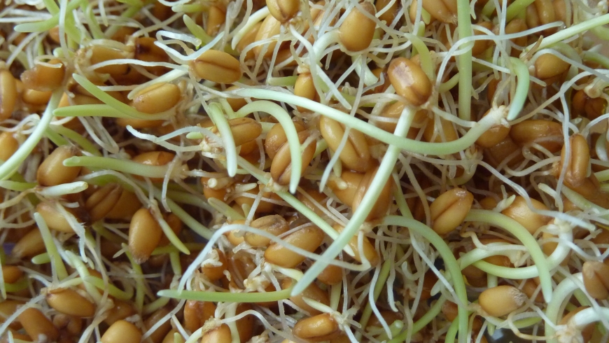 WHEAT SPROUTS - GERME DE BLÉ 