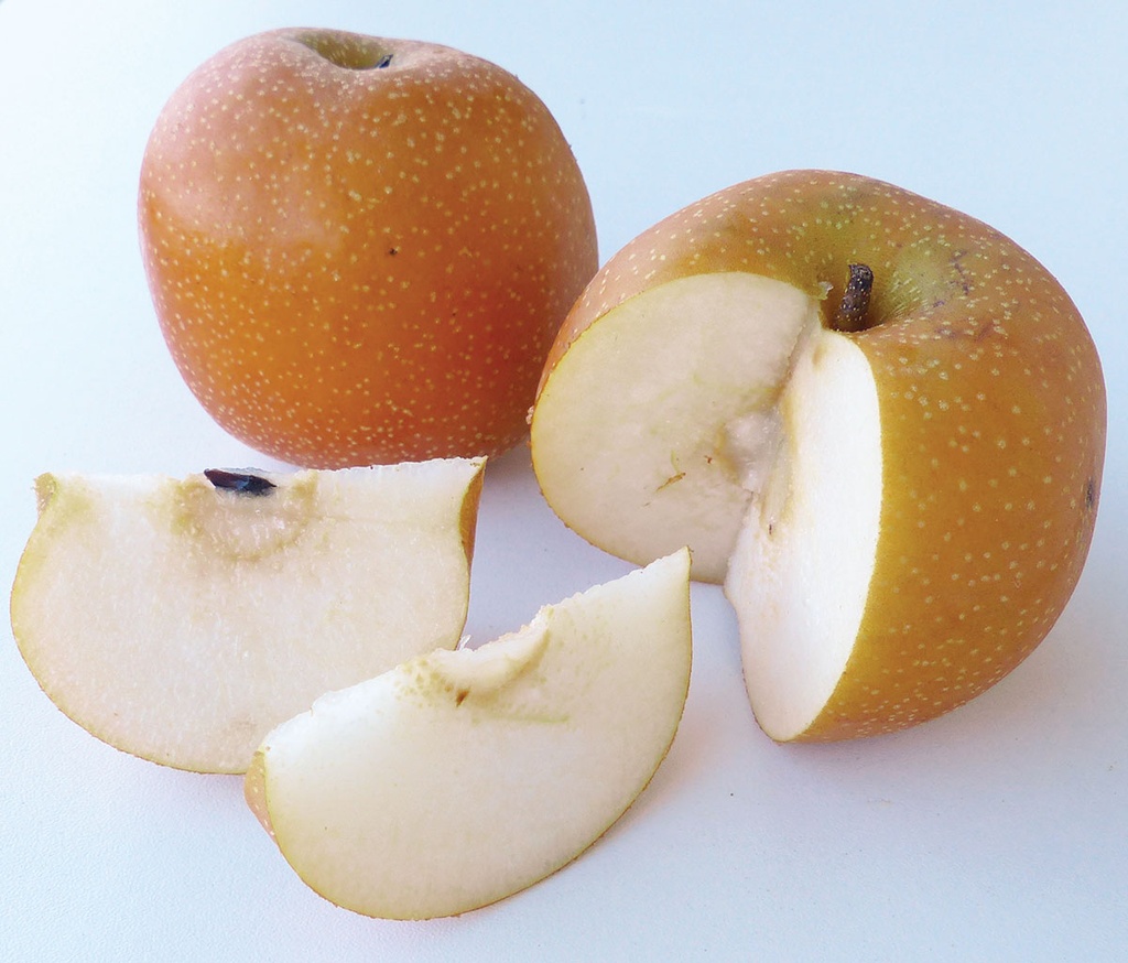 APPLE NASHI - KG POMME NASHI - KG