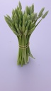 ASPARAGUS WILD - BUNCH ASPERGE DES BOIS SAUVAGE - BOTTE