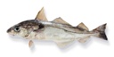 ATLANTIC N/E HADDOCK – HADDOCK ATLANTIQUE N/EST