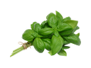 BASIL - BUNCH BASILIC - BOTTE
