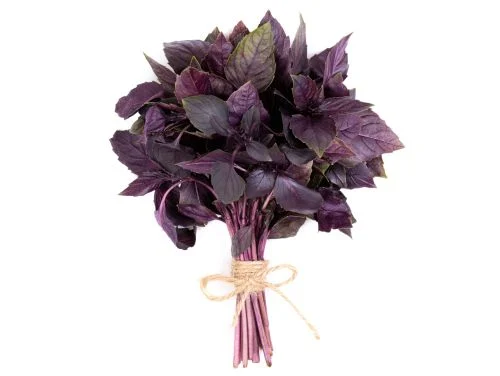 BASIL RED - BUNCH BASILIC ROUGE - BOTTE