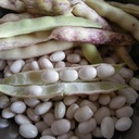 BEAN BUTTER - KG HARICOT BEURRE - KG