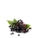 ELDERBERRIES - SURREAUX