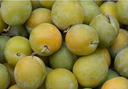 PLUM REINE CLAUDE - PRUNE REINE CLAUDE 