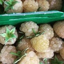 RASPBERRY WHITE - BQT FRAMBOISE BLANCHE - BARQUETTE