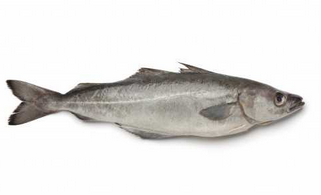 BLACK POLLACK ATLANTIC N/EST – LIEU NOIR ATLANTIQUE N/EST