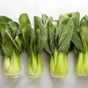 BOK CHOY SMALL  - BOK CHOY CHOU PETIT 