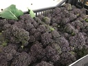 BROCCOLI PURPLE - BROCOLI VIOLETTE