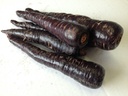 CARROT PURPLE - CAROTTE VIOLETTE