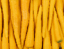 CARROT YELLOW - CAROTTE JAUNE 